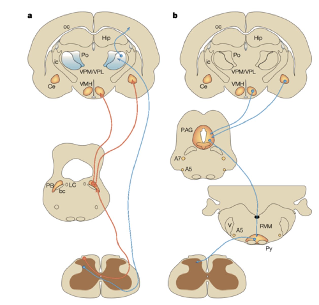 <p>1. Spinoparabrachial path (red) (from sup. dorsal horn) - deals with affect (emotion - limbic system).</p><p>2. Spinothalamic path (blue) projecting to cortex - deals with spacial discrimination and affect.</p>