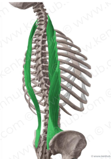 <p>arises fromthe common origin and inserts into the angles of the ribs.</p><p><strong>Action</strong>:</p><p>Unilaterally: laterally flexes head or the vertebral column</p><p>Bilaterally: extend head and part or all of the vertebral column</p>