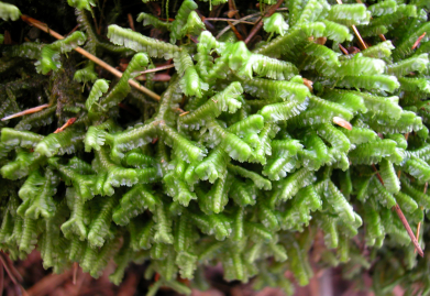 <p><em>Bazzania trilobata</em></p>