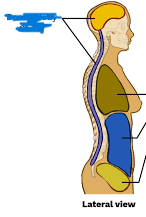 <p>Body cavity that includes the cranial and spinal cavities. </p>