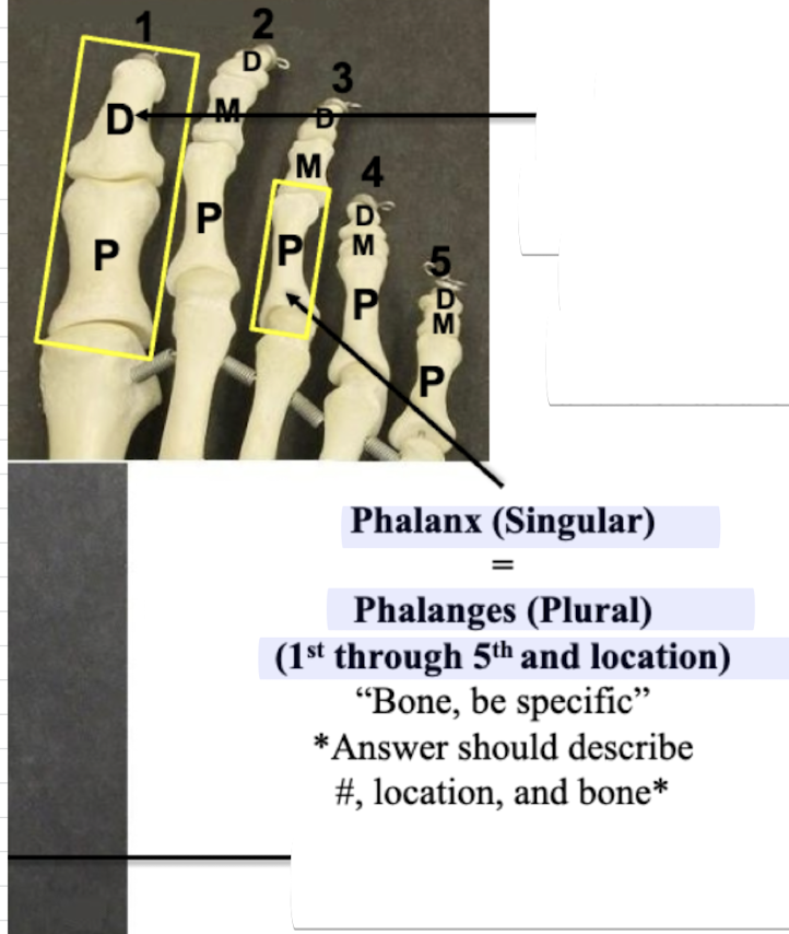 <p>Phalanx 1-5</p>