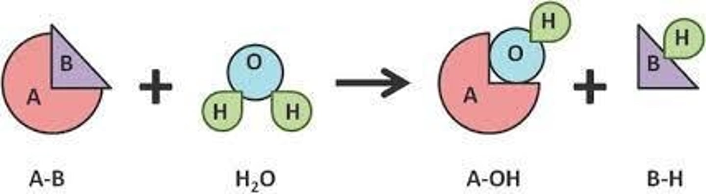 <p>EC3 - They catalyze the cleavage of a bond through the insertion of a water molecule.</p>