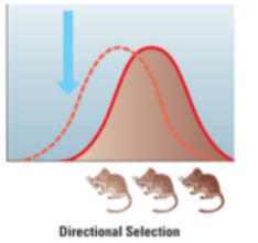 <p><span style="color: yellow;">directional shift </span>in the <span style="color: yellow;">environment results </span>in a <span style="color: yellow;">shift </span>in <span style="color: yellow;">one extreme aspect </span>of a <span style="color: yellow;">trait</span>. <span style="color: yellow;">Phenotypes </span>at <span style="color: yellow;">one extreme</span>. </p>