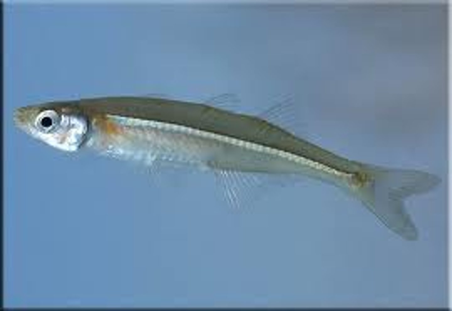 <p>Order Atheriniformes;</p><p>New World Silversides;</p><p>-Spinous dorsal fin inconspicuous and remote from soft dorsal fi</p><p>-Dart-like shape</p><p>-Marine and freshwater</p><p>-13 genera, 110 species</p><p>-2 TN species</p>