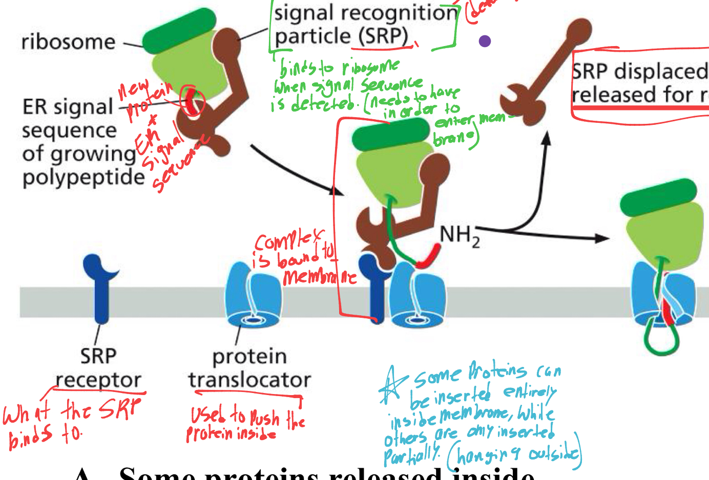 <p>the SRP binds to the SRP receptor on the membrane. </p><p>and the proteins signal sequence begins to enter the protein translocator.</p><p> </p>