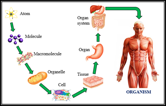 <p>Tissues are organized into ___ that work together to perform a particular function.</p>