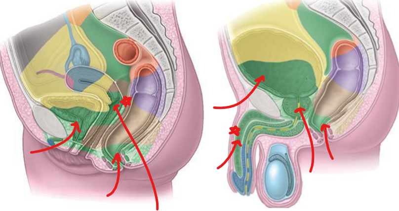 <ul><li><p>lower bladder, <strong>prostate,</strong> penis, <strong>cervix</strong>, post. vagina, deep perineum</p></li><li><p>drains into —> common iliac LN —> para-aortic —> lumbar trunk</p></li></ul><p></p>
