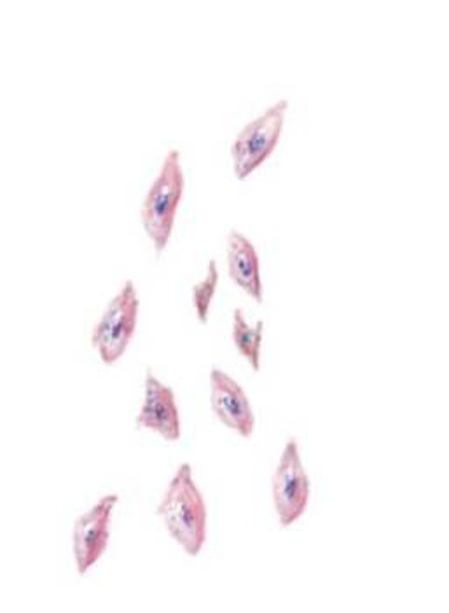 <p>platelets; forms blood clots</p>