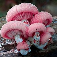 <p>Fungi</p>