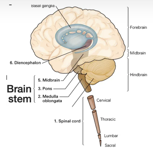 <ul><li><p>necessary passage for all ascending and descending tracts between forebrain and spinal cord</p></li><li><p>modulates sensory, motor, and reflex behaviors (feeding, drinking, and respiration)</p></li><li><p>modulation of arousal; CNS activity</p></li></ul><p></p>