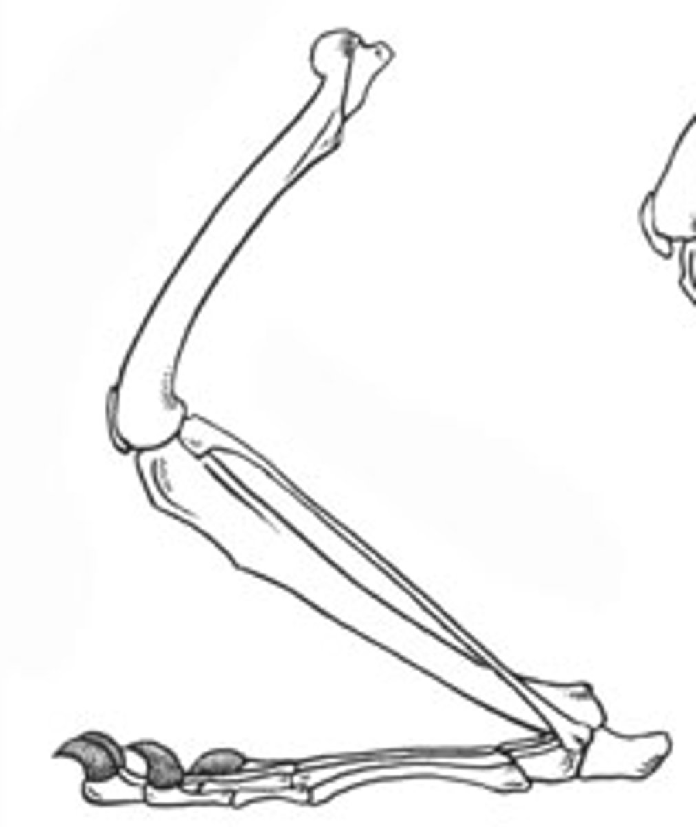<p>Walking with entire foot on the ground (e.g., humans, bears).</p>