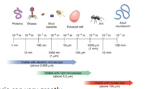 <p>usually smaller than eukaryal cells (bacteria are often 0.5- 5 <span><span>µm in length)</span></span></p>