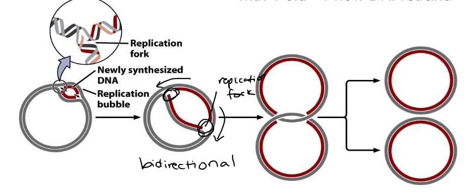 DNA replication in prokaryotes 

starts at oriC, initiator proteins melt DNA so single strands can act as template 
- 1 replication bubble with 2 replication forks 
-DNA synthesis happens simulataneously in both directions 
-product= 2 circular chromosomes 