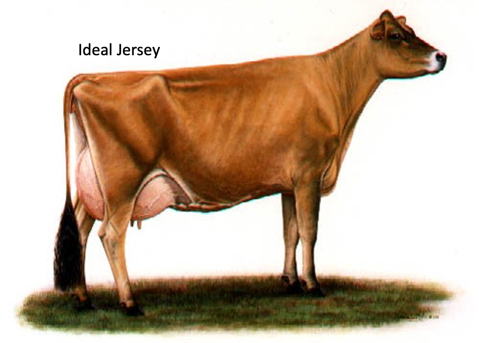 <p>What is important about Jersey cow?</p>