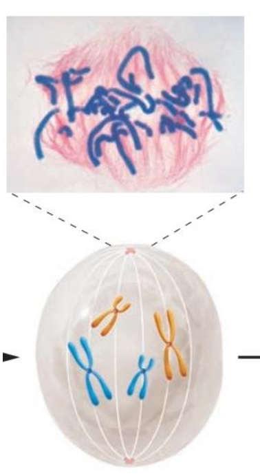 <p>This picture is a diagram of what phase in mitosis specifically?</p>