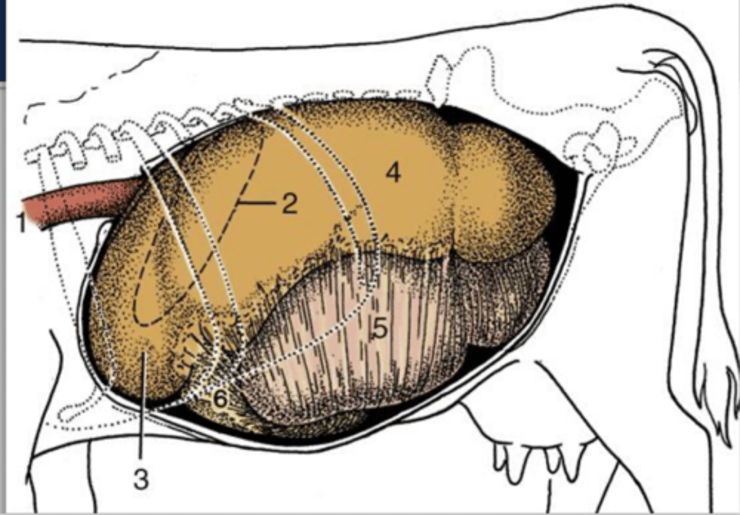 <p>where is the rumen (3) primarily found</p>