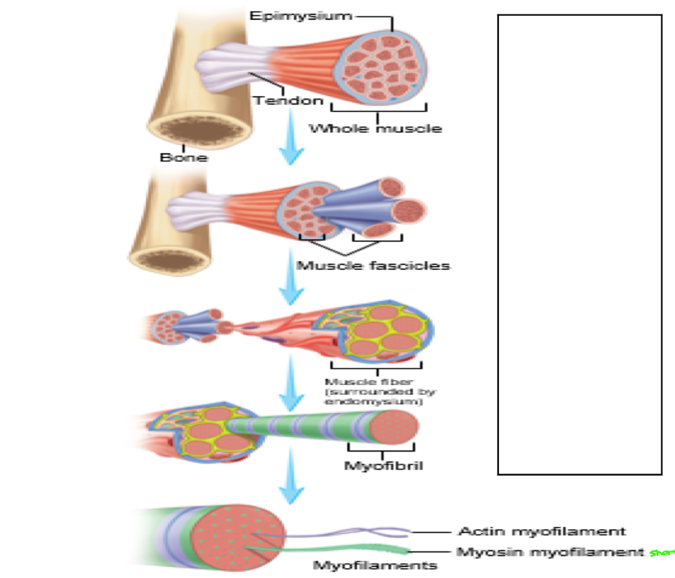 <ul><li><p>Muscle cells, myofiber, & myocyte are all the <strong><em><u>same</u></em></strong> = ONE muscle cells (3 names)</p><ul><li><p>for one singular muscle cell</p></li><li><p>biosynthesis is +∆G… use ATP hydrolysis to turn into -∆G</p></li><li><p>-∆G can couple w/ +∆G… can take something in natural world that doesn’t want to happen & make it happen </p></li></ul></li><li><p>Myosin is short for myosin <strong><em><u>ATPase</u></em></strong></p><ul><li><p>think 1° AT, can catalyze ATP</p></li><li><p>can bind ATP to turn a +∆G rxn into -∆G rxn (can happen)</p></li><li><p>-∆H, +∆S</p></li></ul></li></ul><p></p>