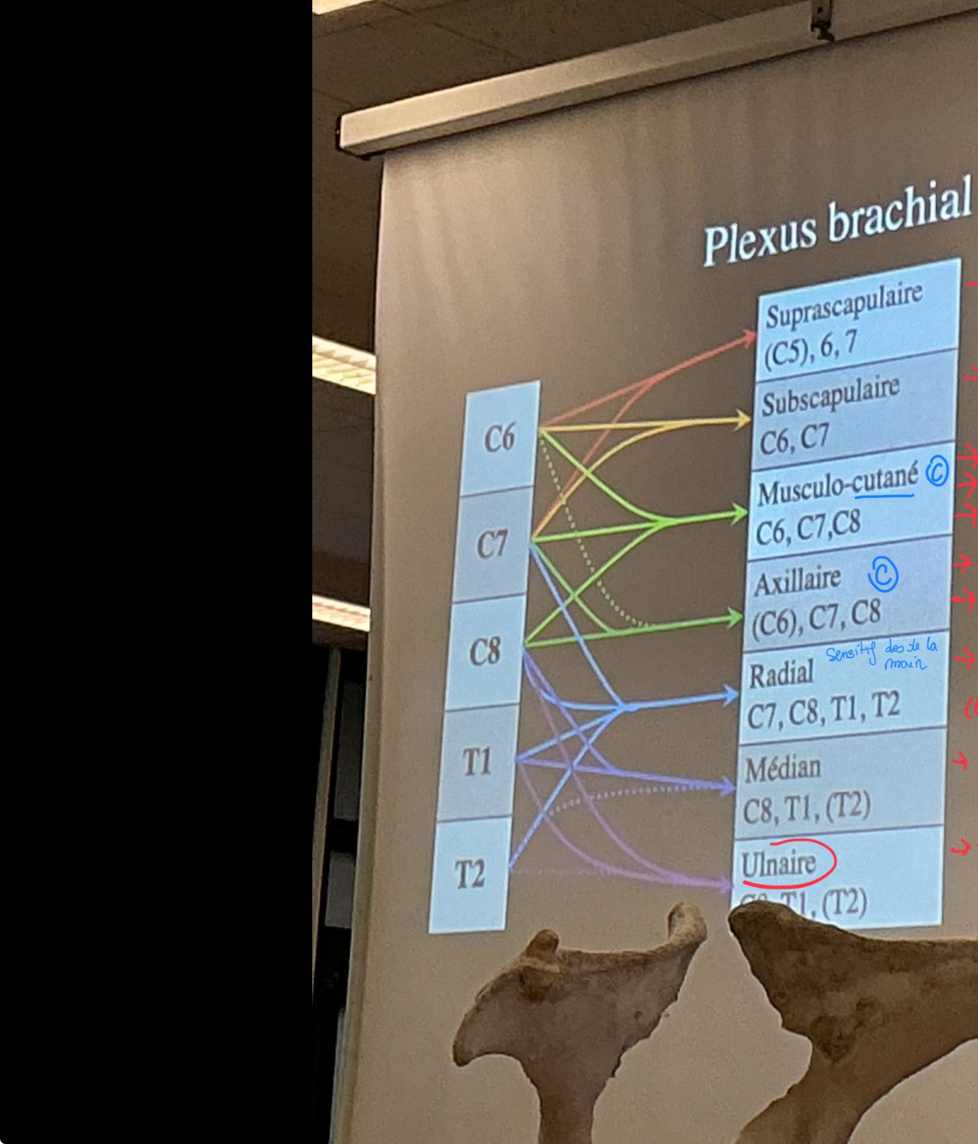 <p>Quel muscle est innervé par les nerfs</p>