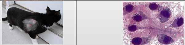 <p>What is this?</p><p>Features?</p>