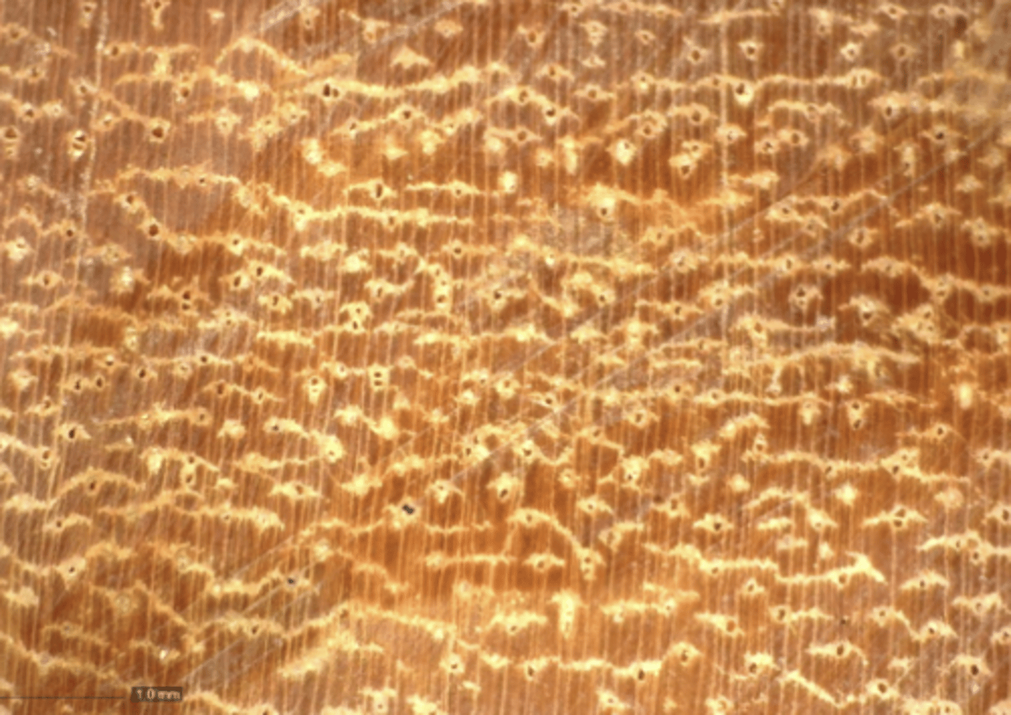 <p>Reddish brown, small to moderately small pores, white and yellow deposits, aliform confluent and boundary parenchyma</p>