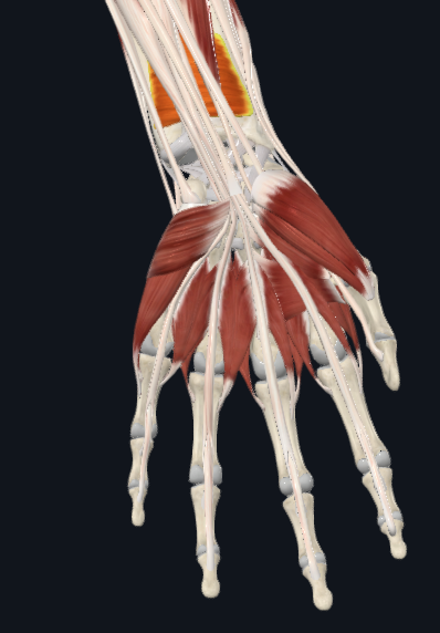 <p>pronator quadratus</p>