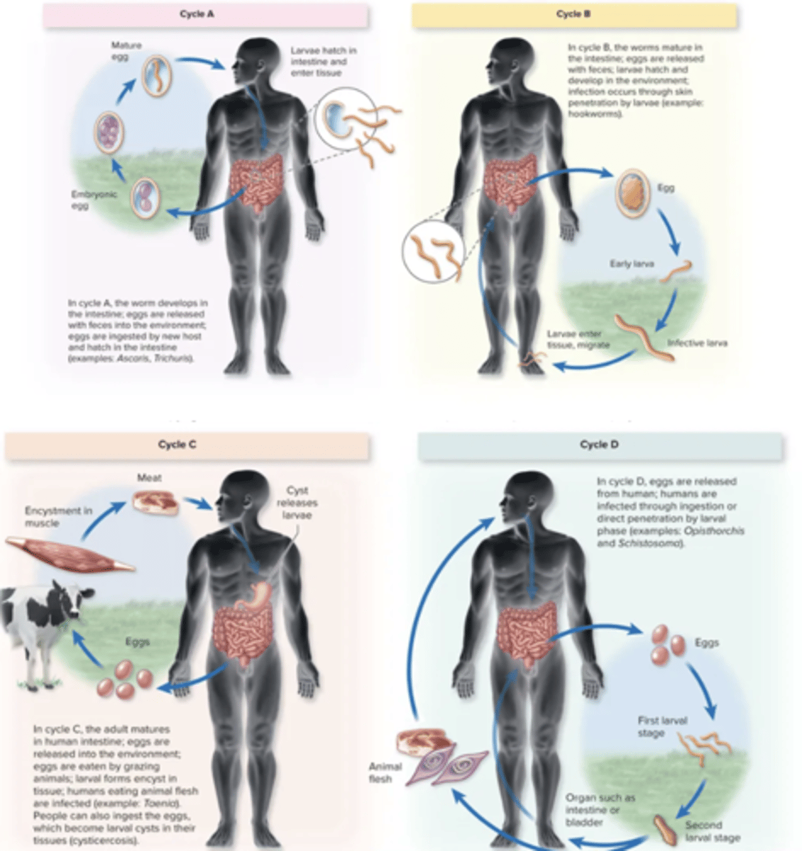 <p>Sexual reproduction</p><p>Hermaphrodite (tapeworms, flukes)</p><p>Fertilized egg, larvae, adult worm</p><p>intermediate host: host in which larval development occurs</p><p>definitive host: final host where adulthood and mating occurs</p>