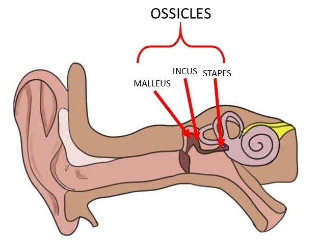<p><span>Ossicles</span></p>