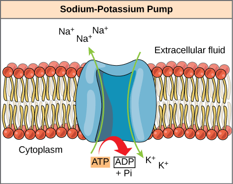 <ul><li><p>type of <strong>active transport</strong></p></li><li><p>used to move small molecules against the concentration gradient (low —&gt; high)</p></li><li><p>changes the shape of the protein to facilitate transport across the membrane.</p></li></ul><p></p>