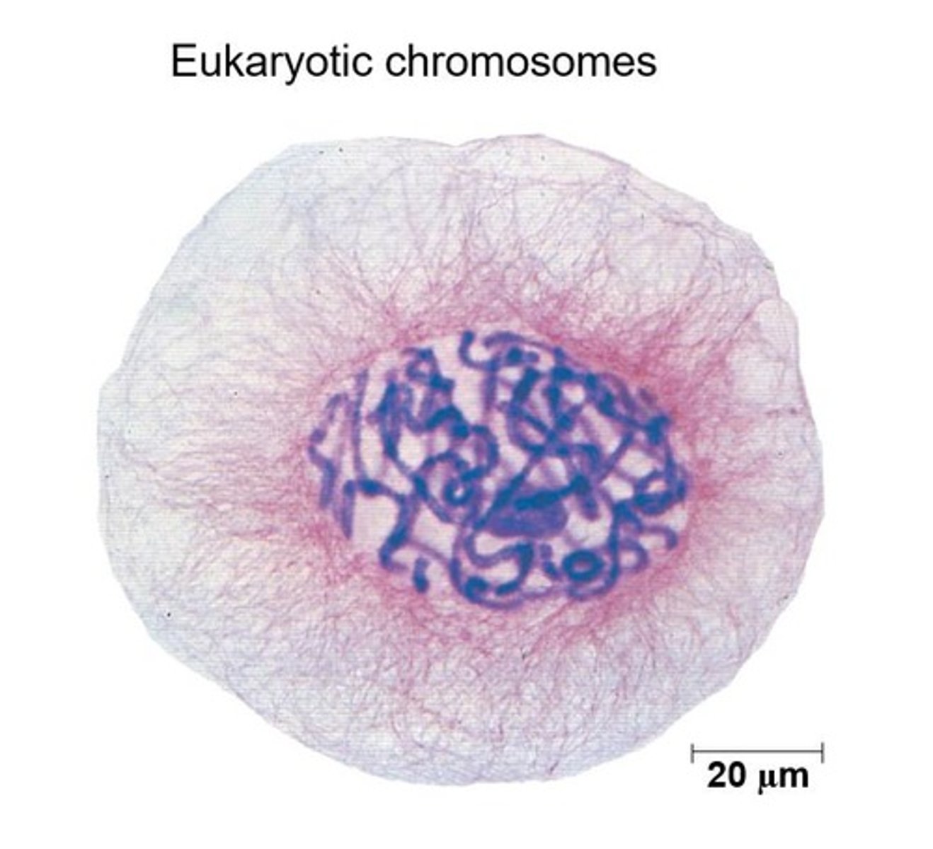 <p>DNA molecules are packaged into chromosomes.</p>