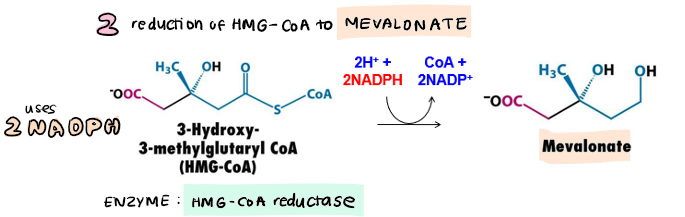 <p>HMG CoA reduced → <strong>mevalonate</strong></p><ul><li><p>use 2NADPH</p></li></ul>
