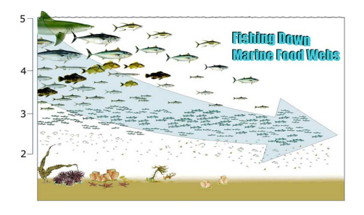 <p>What process does this show</p>