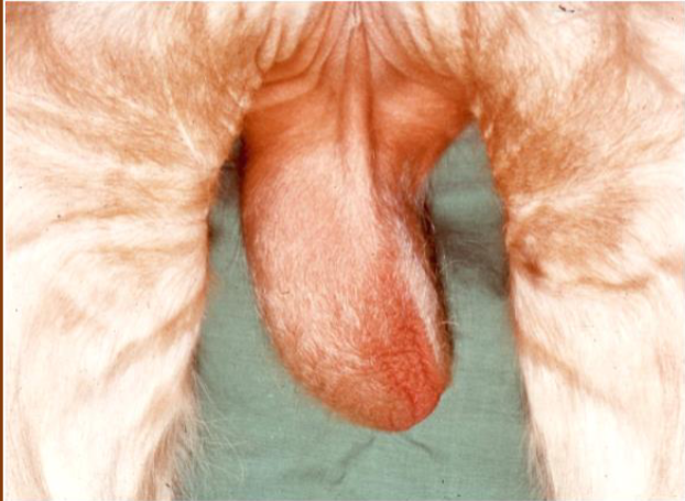 <p>What is this?</p><p>Caused by?</p><p>Dx?</p><p>TX?</p>