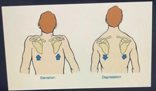 <ul><li><p>Depression: Downward or inferior movement of scapula, as in returning to normal position</p></li><li><p>Elevation: Upward or superior movement of scapula, as in shrugging shoulders</p></li></ul>