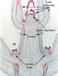 axillary buds are where bud primordium are located, green stained cells \= parenchyma
