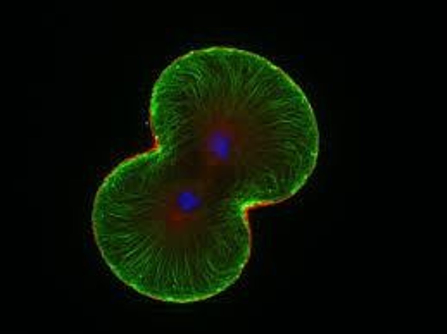 <p>Final step of cell division, splitting cytoplasm.</p>