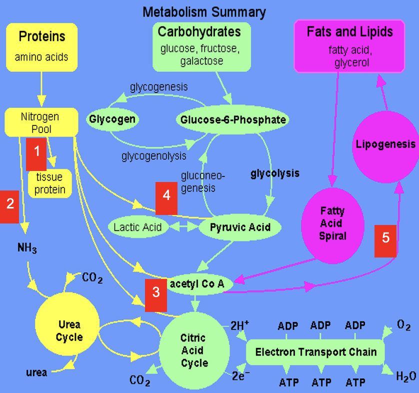 <p><span style="font-family: Arial">Excess amine converted to urea via Urea Cycle</span></p>