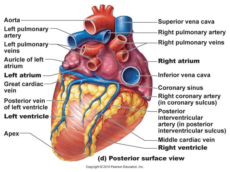 <p>Posterior Heart</p>