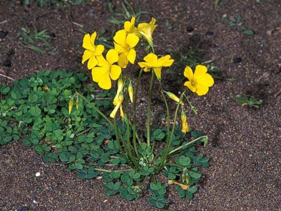 <p>Bermuda buttercup (Invasive)</p>