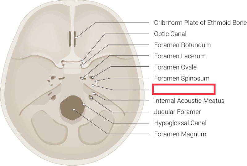 opening in the temporal bone through which the internal carotid artery enters the cranium
