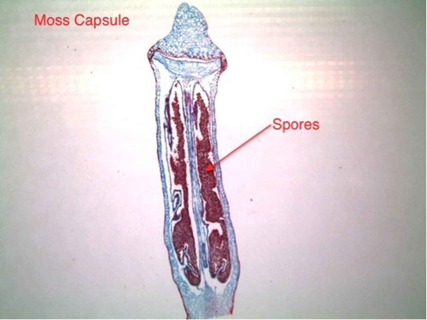 <p>Non-photosynthetic, dependent on gametophyte</p><p>-Zygote =&gt; embryo =&gt; mature sporophyte (covered by calyptra for</p><p>protection)</p><p>-Capsule (sporangium) with operculum cap &amp; peristome opening</p>
