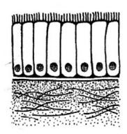 Ciliated columnar epithelium cells
Cilia in lungs help trap dust particles
Lines nasal cavity, trachea, bronchi, female reproductive system
