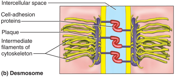 <p>Desmosomes</p>
