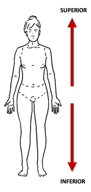 <p>closer to <strong>head </strong>vs closer to <strong>feet</strong></p>