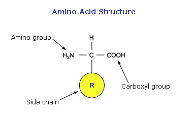 <p><span>What are proteins made of?</span></p>