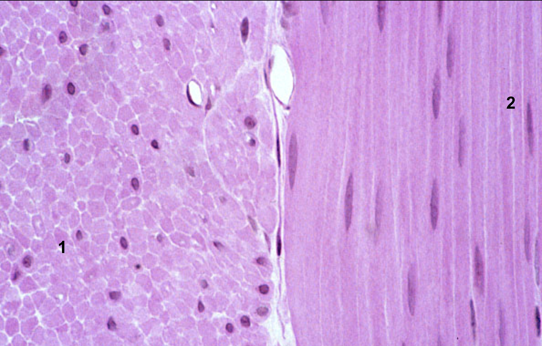 <p>Characteristics of smooth muscle  (location, function, control mode, shape, structure)</p>