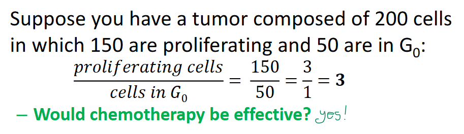 <p><u>the ratio of proliferating cells to G<sub>0 </sub>cells—tissues w more proliferating cells than resting cells have increased</u> <span>__ __<br>– chemotherapy is more toxic to tissues w high __ __. most drugs act by blocking DNA synthesis or miosis</span></p>