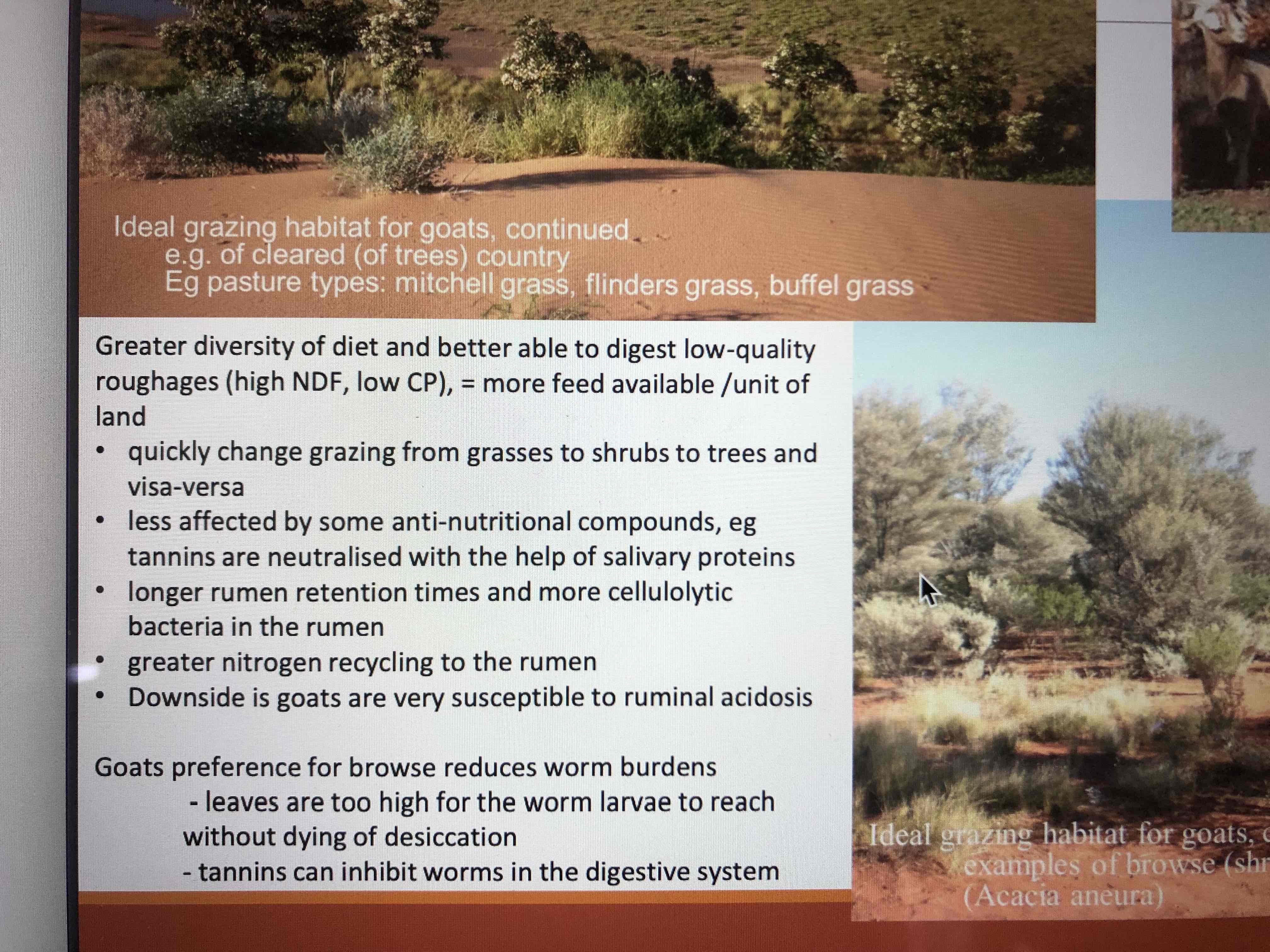 <p>They have a lower water requirement. They are better at avoiding predation, and they have better heat tolerance than sheep.</p><p>They are better able to digest low quality roughage which gives them a greater diversity of diet. Goats prefer to browse and they can quickly change from grazing grasses to shrubs and trees.</p>