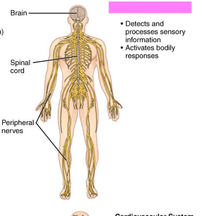 <p>Nervous System</p>