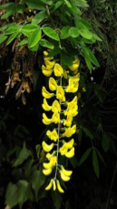 <p>type of inflorescence and the name of the plant</p>