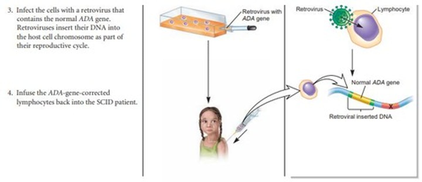 <p>The introduction of cloned genes to compensate for defects in mutant genes.</p>